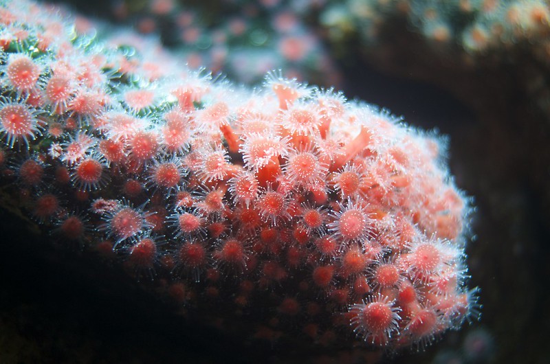 Close image of coral polyps in a colony