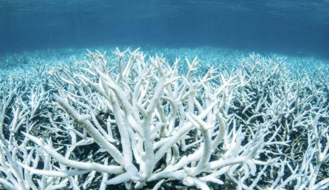 A wide field of heavily bleached coral. Every branch is very white.