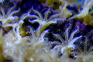 Very close image of coral polyps, open and feeding.