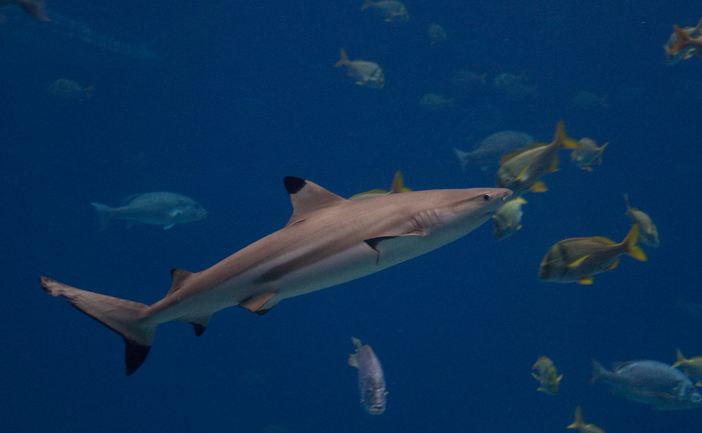 Climate Change Is Making Shark Teeth&nbsp;Weaker