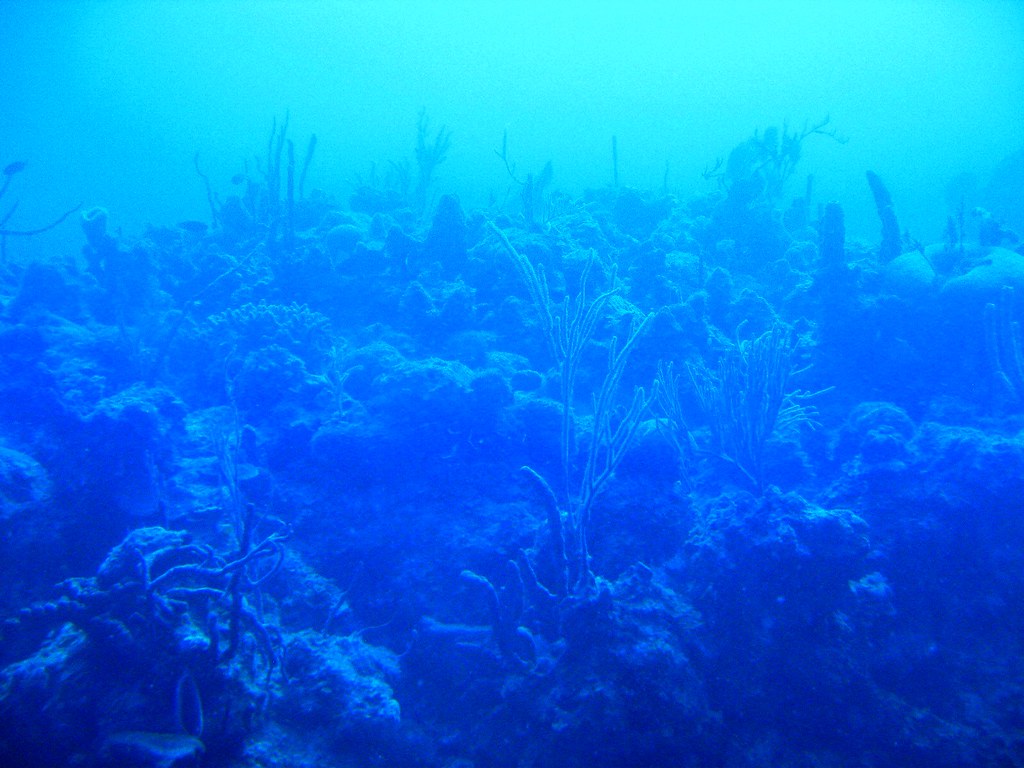 Trees Let The Seafloor&nbsp;Breathe