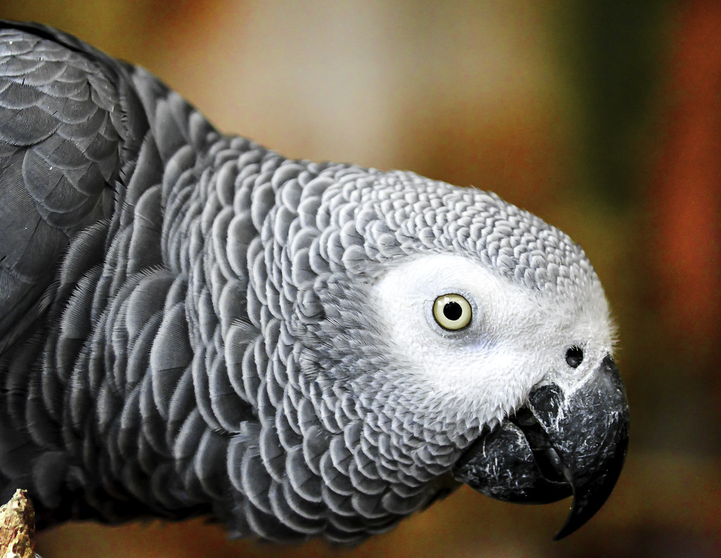 The head of an African Grey Parrot reaching in from the left side of the image. Its head is lower than its body, and is peering into the lens