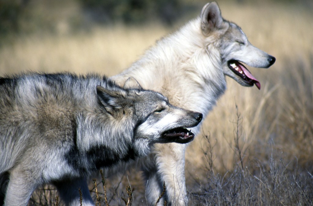 Two wolves with their eyes closed in front of a small patch of tall dried grass. The one in front is keeping its head low and is a darker grey. The one behind is paler, almost white, and has its head higher