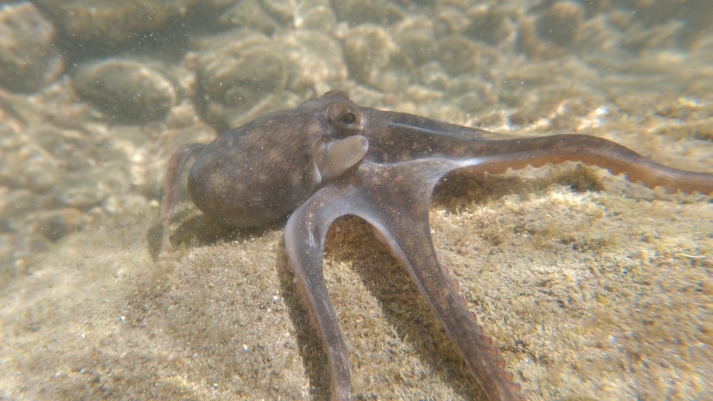 Octopuses Can Hunt With&nbsp;Mirrors