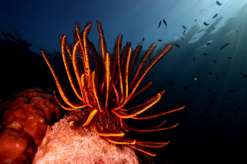 A live sea lily sitting on coral underwater. There are many orange arms floating above it like fronds.