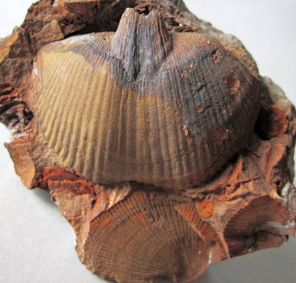 A fossil of a brachiopod in a red rock, with more brachiopod fossils visible in the same rock. They are ridged, with the ridges riding from one point on the edge and radiating out to the other edge.